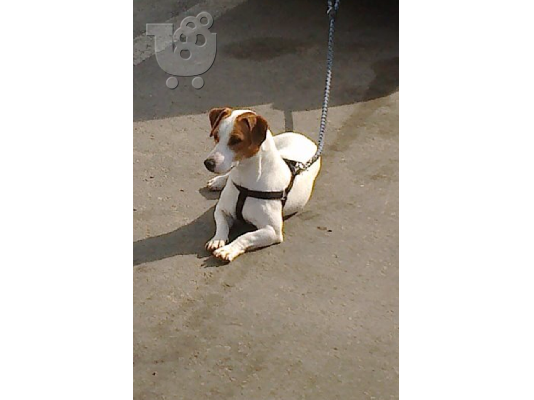 jack russell
